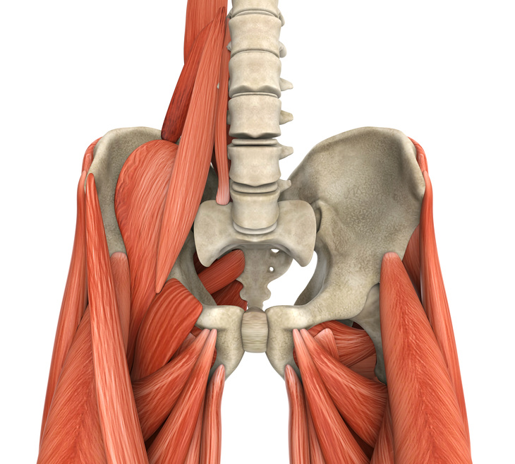 Psoas Muscles