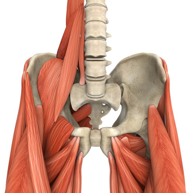 Psoas Muscles